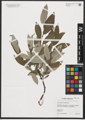 Foto von Salix caprea L. x Salix lapponum L.